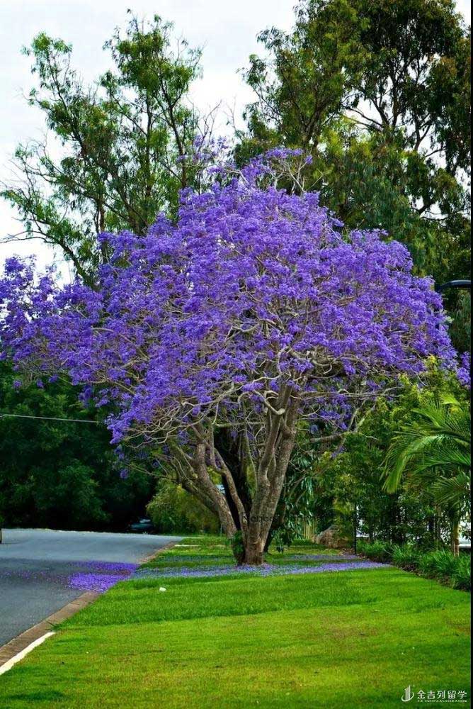 阿德莱德蓝花楹开啦~花期转瞬即逝