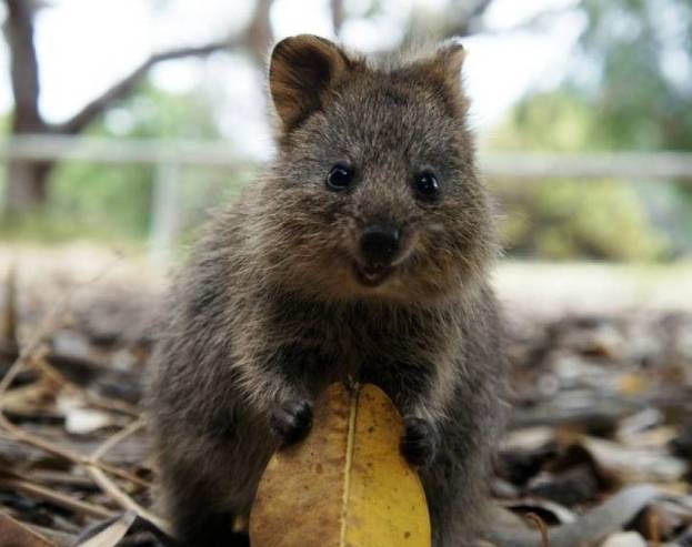 澳洲新晋网红短尾矮袋鼠